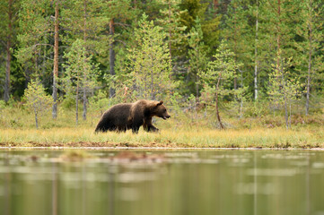 European brown bear in taiga landscape at summer