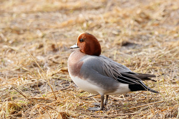 Eurasian wigeon mareca penelope male standing on ground with old dry grass. Cute accurate intelligent duck in wildlife.
