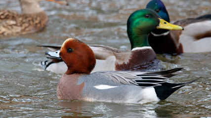 Eurasian wigeon mareca penelope male swimming on water near mallard drake. Comparison of different...