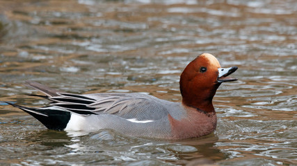 Eurasian wigeon mareca penelope male swimming on water with open beak screaming. Cute accurate intelligent duck in wildlife.