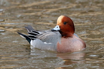 Eurasian wigeon mareca penelope male swimming on river water in winter, side view. Cute accurate...