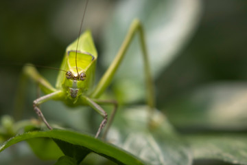 large green locust or grasshopper hiding within a jungle of foliage with head detail.