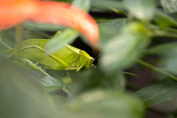 large green locust or grasshopper hiding within a jungle of foliage with head detail.