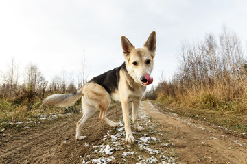 Naklejka na ściany i meble Mixed breed dog standing in field and looking away