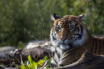 Sumatran tiger, Panthera tigris sumatrae, close up facial portrait while lying down.