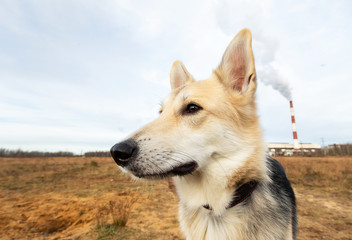 Mixed breed dog standing in field and looking away