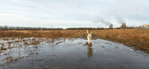 Dog standing on frozen puddle and looking at camera