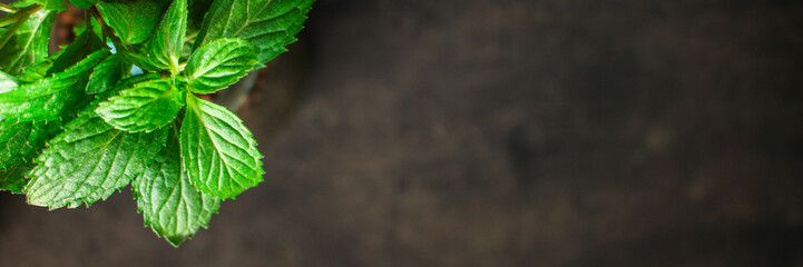 mint, fresh green petals and stems (healthy organic food) menu concept background. top view. copy space