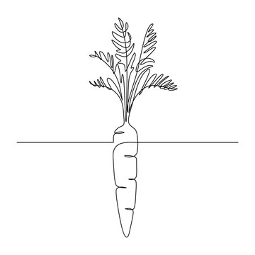 Carrot vegetable in continuous line art drawing style. Growing carrot plant minimalist black linear sketch isolated on white background. Vector illustration