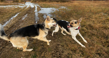 Dogs fighting in autumn field. cloudy day