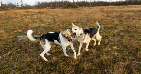 Dogs fighting in autumn field. cloudy day