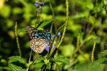Butterfly on a flower in high grass, Hong Kong Park