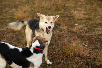 Dogs fighting in autumn field. cloudy day