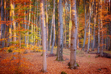 Obraz na płótnie Canvas forest scenery of late autumn beech trees after a frost.