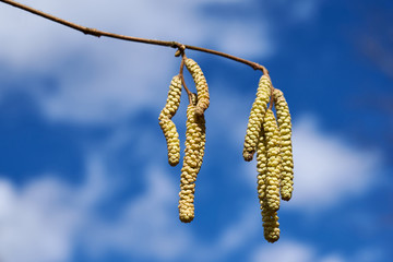 Male catkins on common hazel