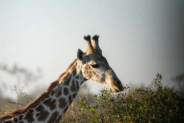 Giraffes in Kruger park