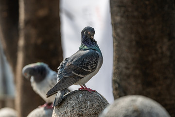 Feral pigeon's preening-daily avian routine for personal hygiene