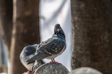 Feral pigeon's preening-daily avian routine for personal hygiene
