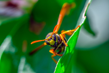 Beautiful Median wasp (Dolichovespula) portrait 