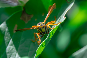 Beautiful Median wasp (Dolichovespula) portrait 