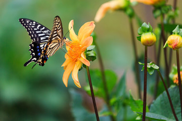 ダリアの花と蝶々