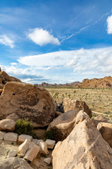 landscape with joshua trees in the desert
