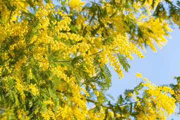 Fototapeta na wymiar Blooming mimosa tree bring spring colors