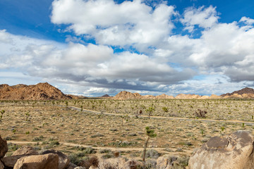 landscape with joshua trees in the desert