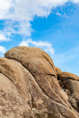 landscape with joshua trees in the desert