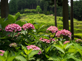 Obraz premium 紫陽花