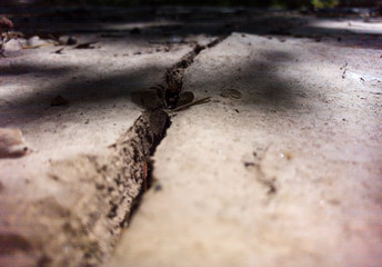 Dried ground