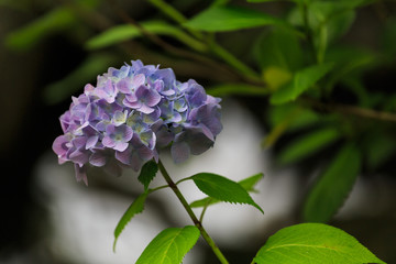 紫陽花