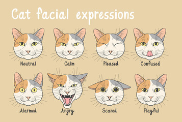 Domestic cat facial expressions