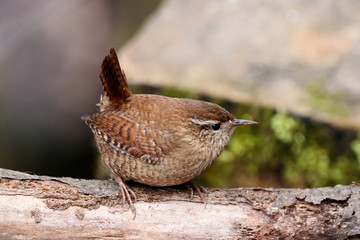 Eurasian wren troglodytes troglodytes portrait sitting on dry branch in winter. Cute funny little brown songbird in wildlife.