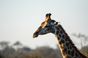 Giraffes in Kruger park
