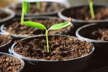 Young paprika seedling sprouts in the pots. Gardening concept.