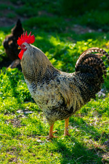  Colorful rooster and hens on sunny day outdoors	