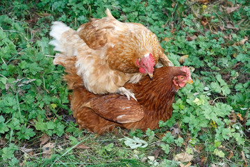 A pair of farmyard hens 