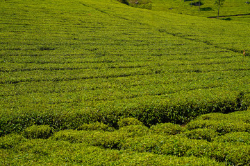 Tea plantations in Munnar, Kerala, India.