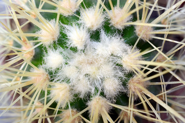 Cactus needles in a pot on a gray background