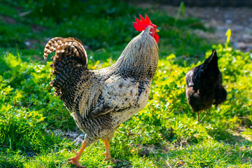  Colorful rooster and hens on sunny day outdoors	