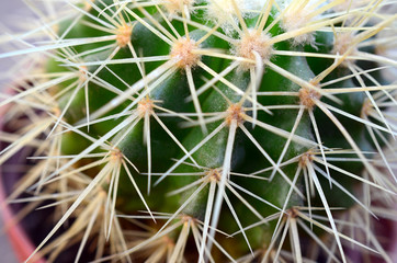 Cactus needles in a pot on a gray background