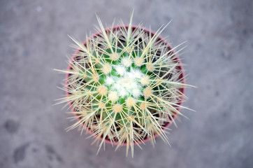 Cactus in pot on concrete floor. Top view.