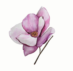 Blooming adorable magnolia flower. Watercolor botanical illustration on a white background. Aquarelle  flower for background,  wrapper pattern, texture, frame or border.