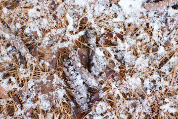 Snowy day with grass and pine cones