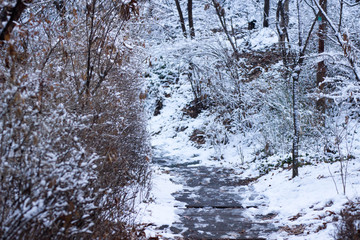 Snowy Mountain Path and Forest