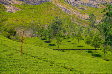 Tea plantations in Munnar, Kerala, India.