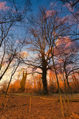 Autumn landscape on a field