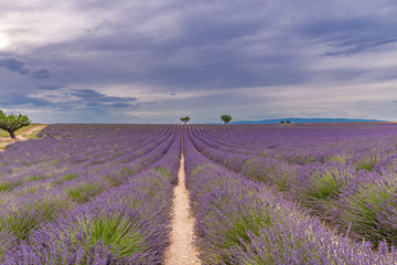 Fototapeta na wymiar Panoramic view of French lavender field at sunset. Sunset over a violet lavender field in Provence, France, Valensole. Summer nature landscape. Beautiful landscape of lavender field, boost up colors
