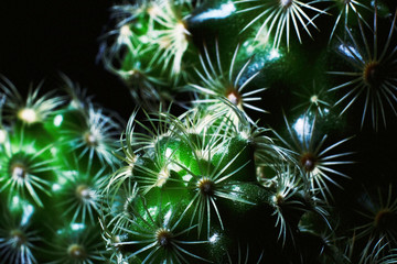 cactus with sun-like needles close-up on a black background